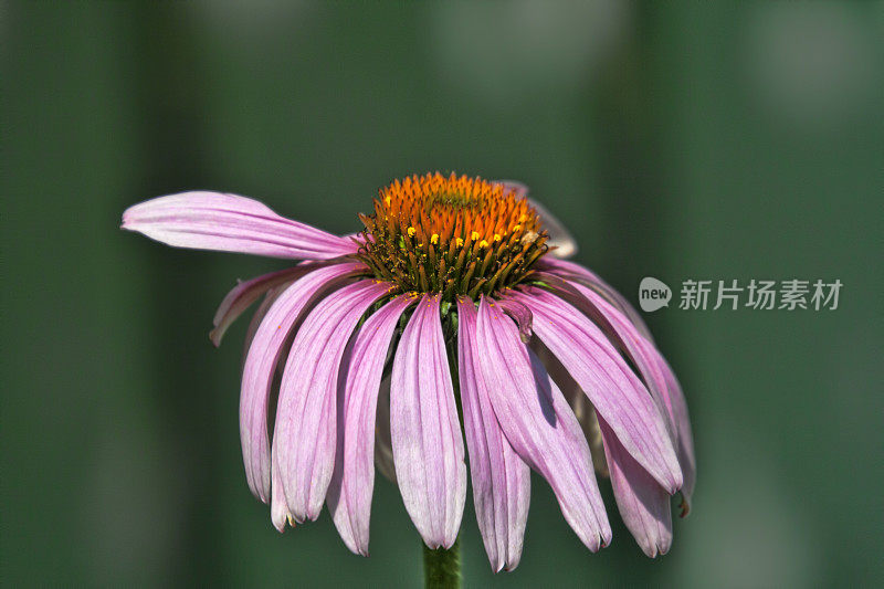 紫锥花的特写