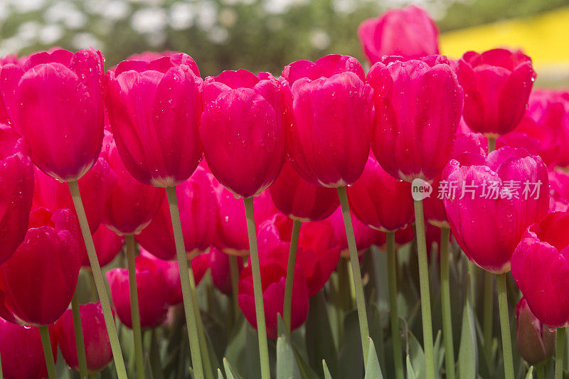 土耳其伊斯坦布尔花园里的郁金香花