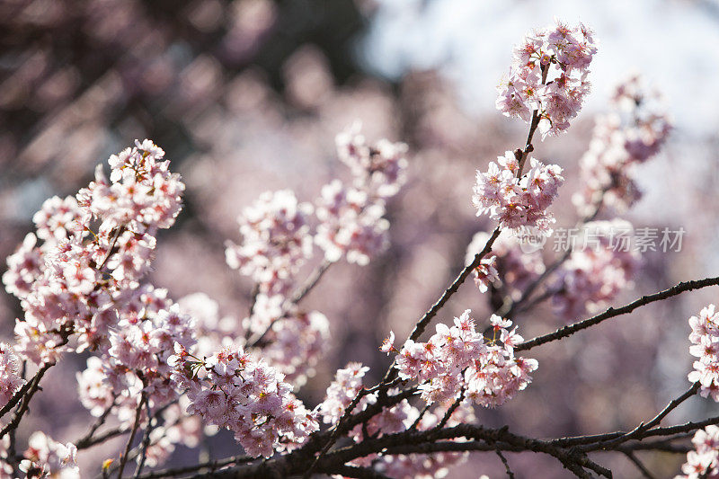 樱花