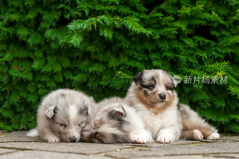 5周大的设得兰牧羊犬幼犬正在睡觉