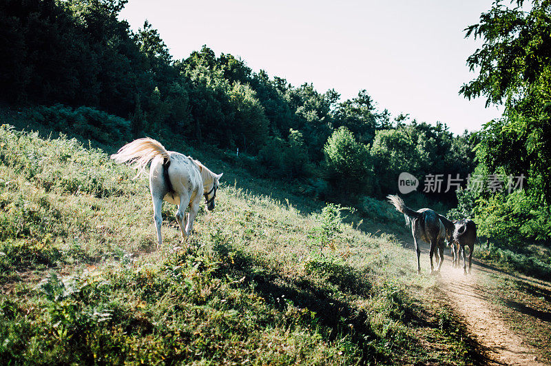 马的牧场。农村景观