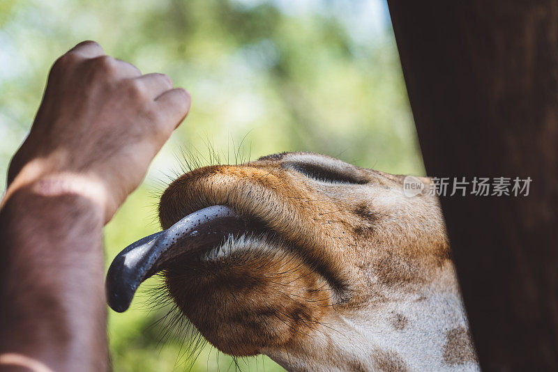 长颈鹿展示舌头