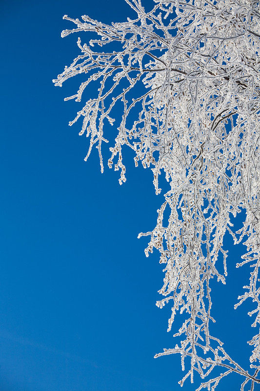 冬天白桦树枝