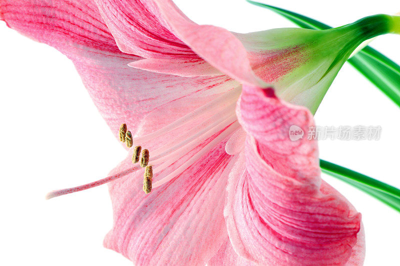 孤挺花(Hippeastrum)