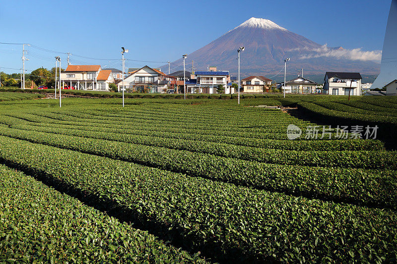 富士山和茶园