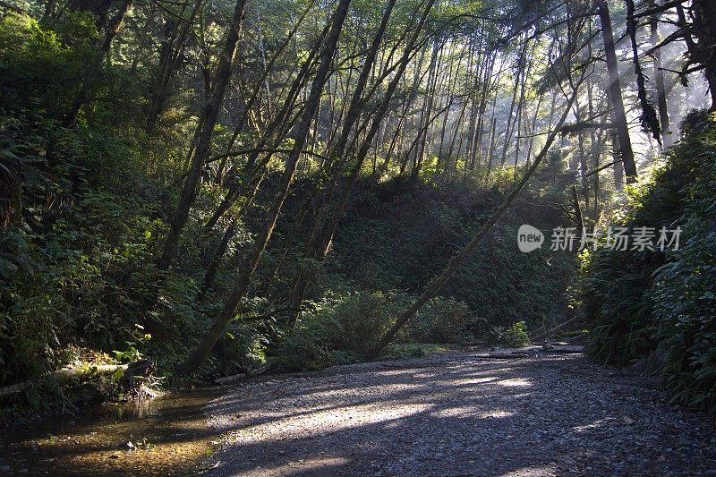 蕨类植物峡谷入口