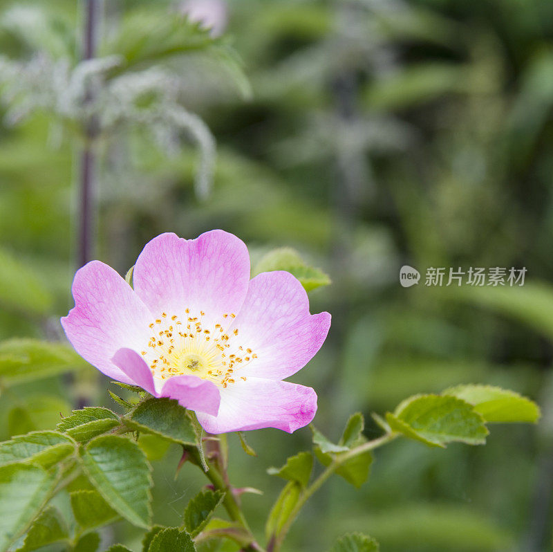 甜石楠玫瑰(蔷薇红蔷薇)花