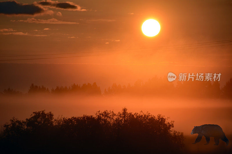 黑熊在晨雾中穿过空地