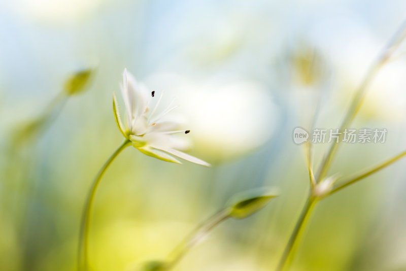 绣花白色夏季花特写星斗