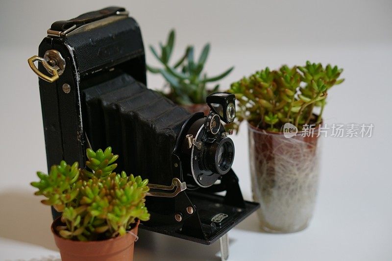 带植物的旧胶片摄影机