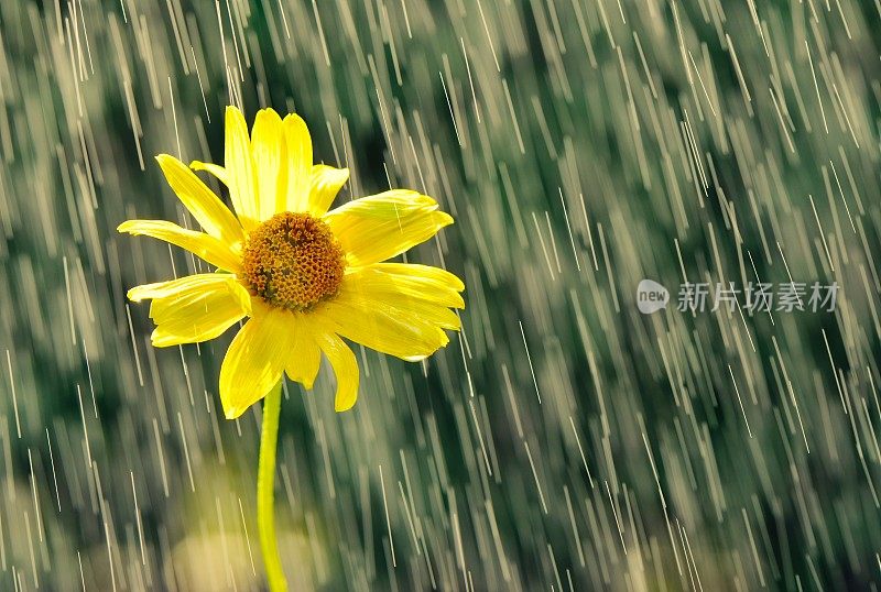 黄花在雨滴中。