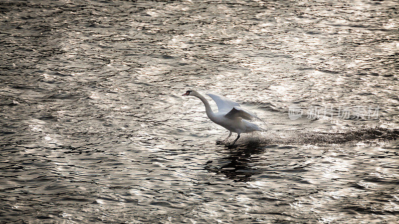 白天鹅落在河里。