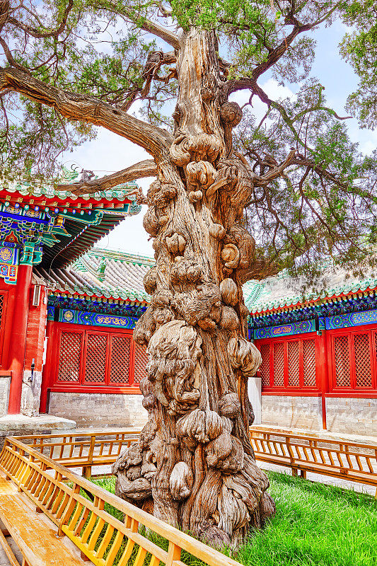 北京孔庙附近的一棵古树