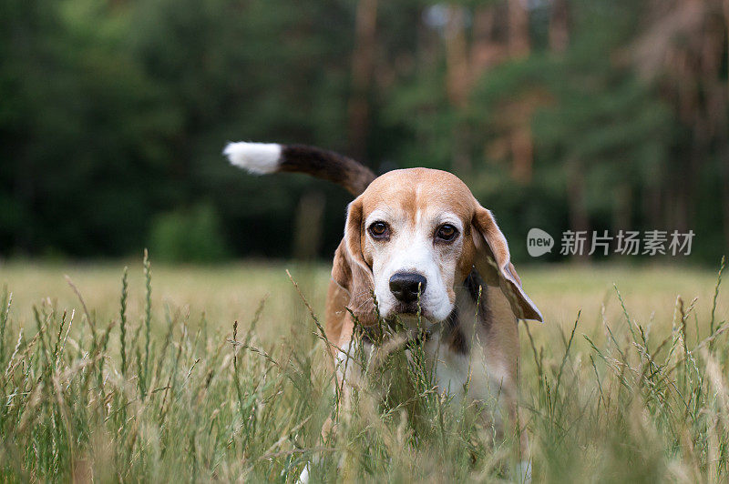 小猎犬在高高的草丛中狩猎。