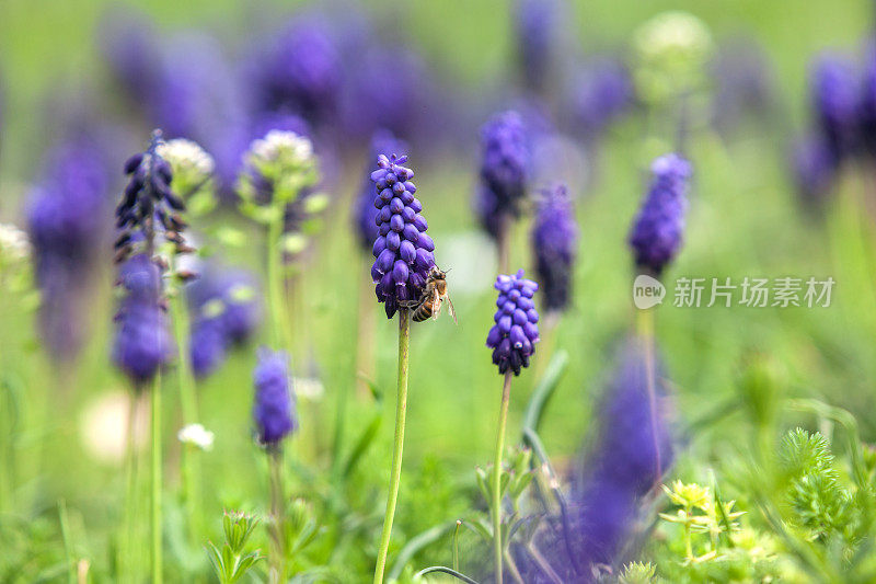 蜜蜂采摘葡萄风信子