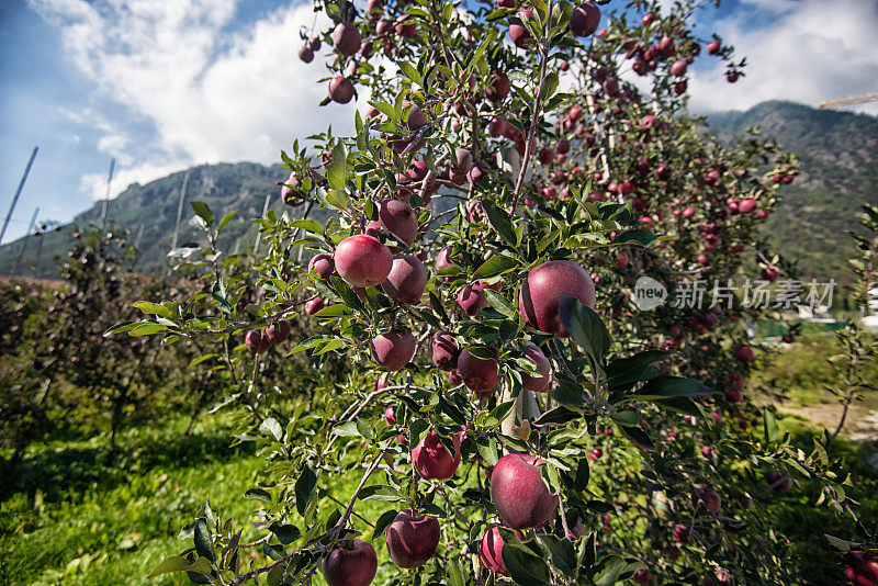 意大利上阿迪杰的苹果种植园，Südtirol