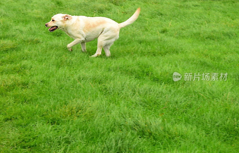 在牧场上奔跑的拉布拉多寻回犬