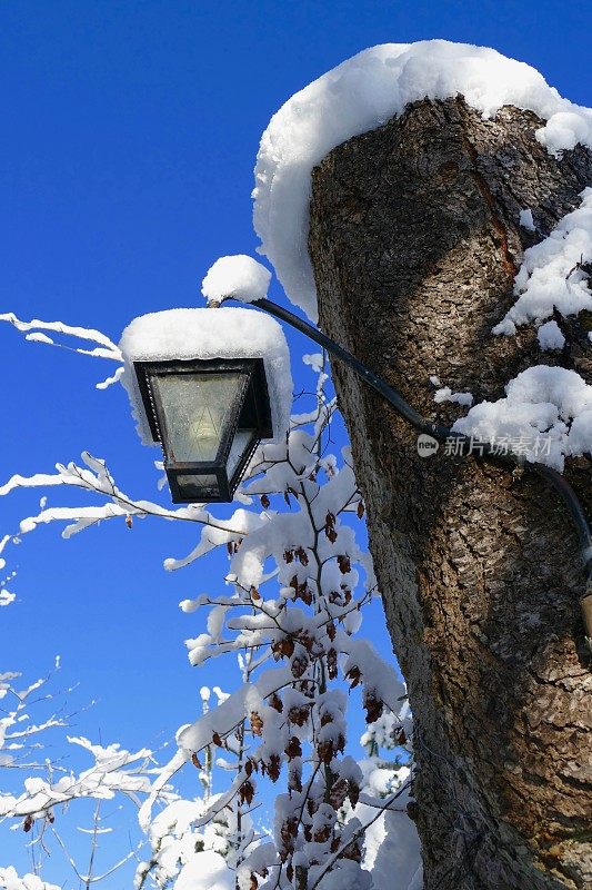 冰雪覆盖的冬季景观和树干与灯