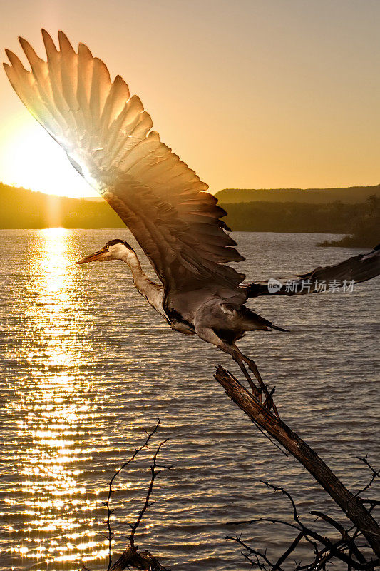 湖上日落时的野鸟