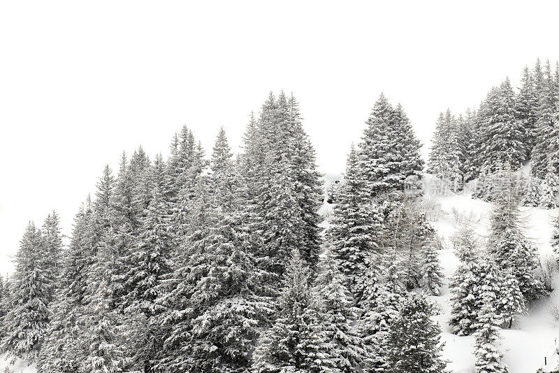 冬季景观-白雪覆盖的树木