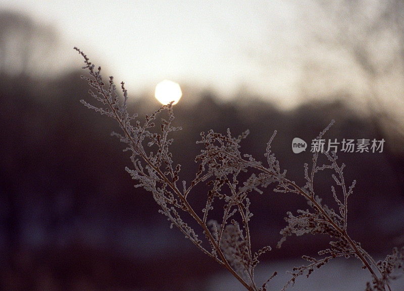 冬天的夕阳与灌木部分。拍摄电影