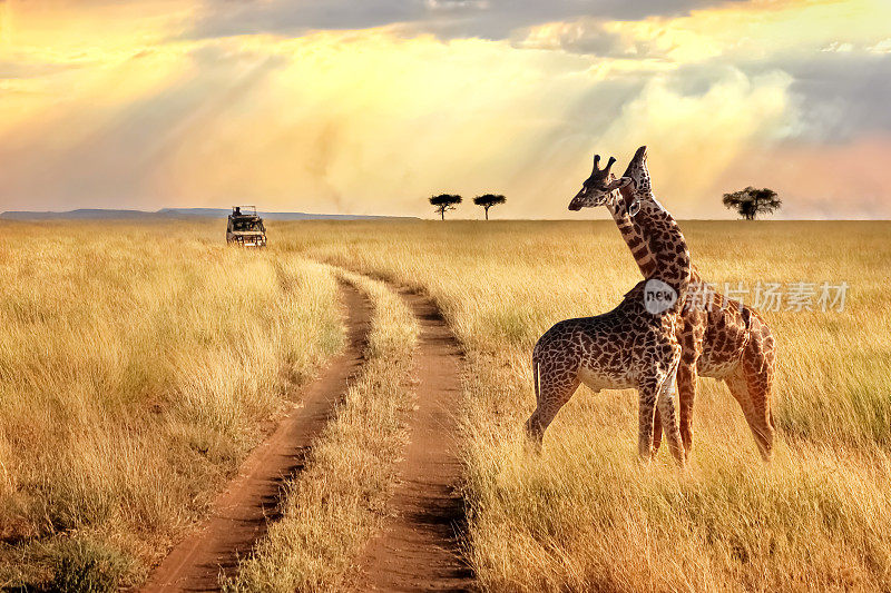 在塞伦盖蒂国家公园的一群长颈鹿在夕阳的背景和光线。非洲的狩猎之旅。