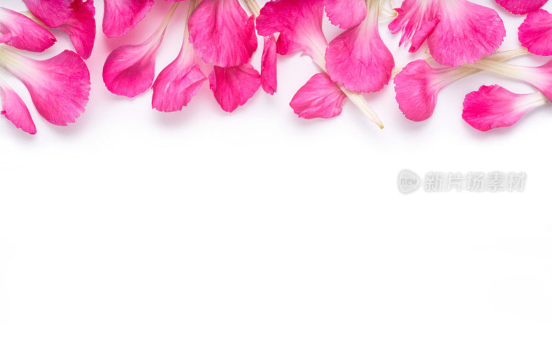 粉色康乃馨花瓣旗帜。花瓣孤立在白色的背景上。
