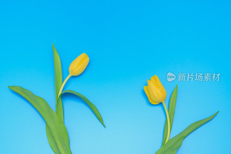 两株鲜艳的黄色郁金香在柔和的蓝色背景上。