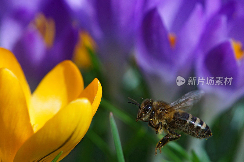 蜜蜂在磨粉