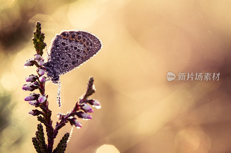 一只美丽的蓝斑蝴蝶坐在石南花的树枝上，在晨露中，翅膀上有水滴。