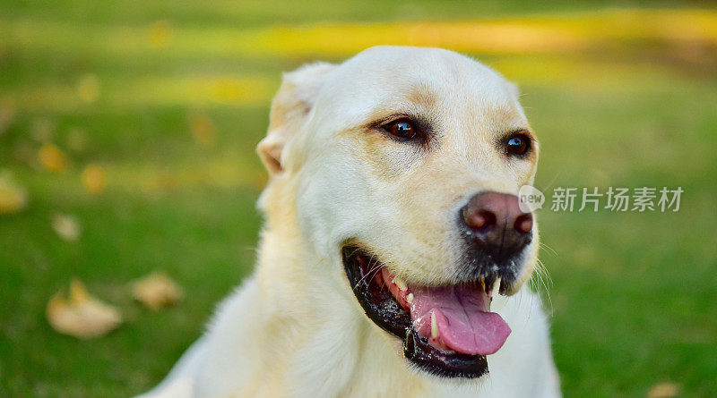 玩得开心的拉布拉多寻回犬