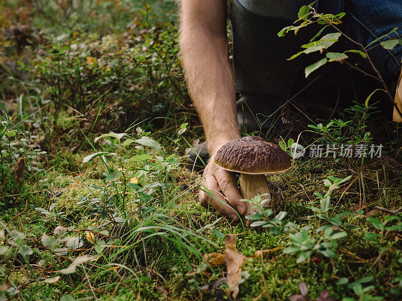 在树林里采牛油菇