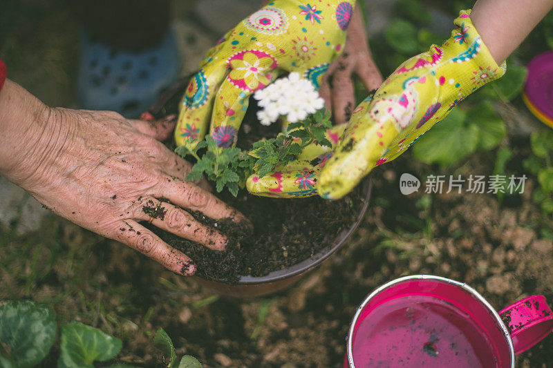 在一个阳光明媚的春日，妇女在后院园艺-低到地面，软焦点