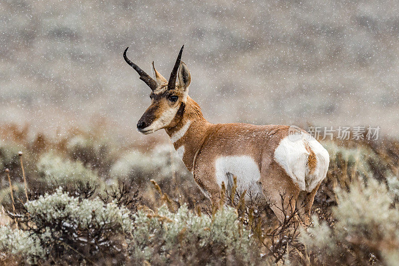 叉角羚在雪