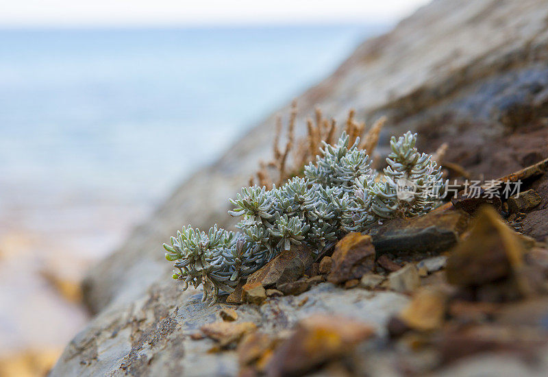 产于地中海岩石海岸的景绉纱植物