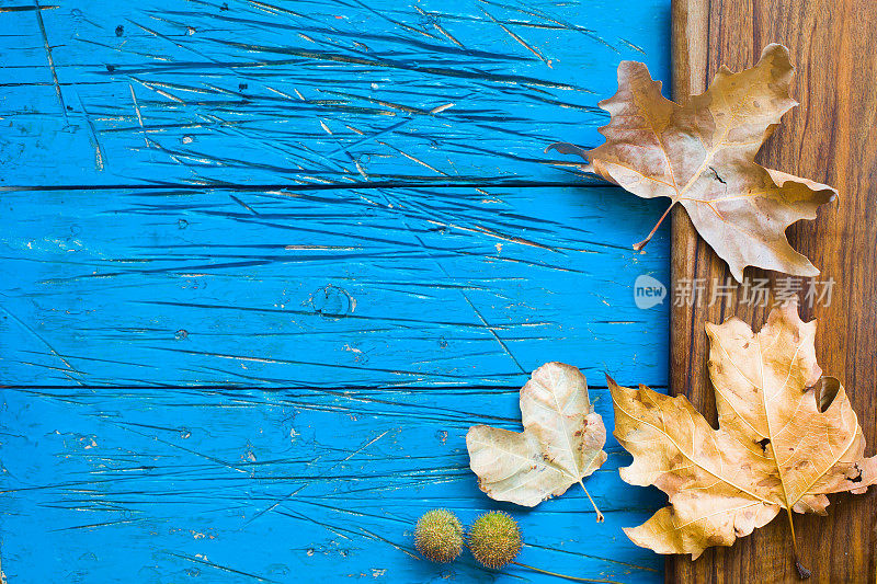 蓝色破旧的木制背景与棕色木板在右边和干燥的树叶