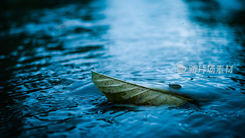 落在水中的叶子在一个雨天的小溪