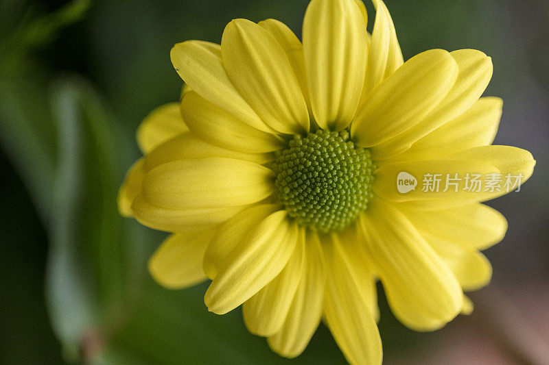 一个黄色非洲菊的特写，在它所有的美丽。