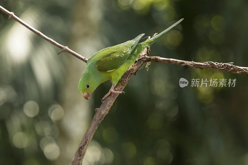 普通长尾小鹦鹉