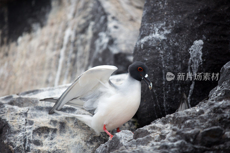 熔岩海鸥(加拉帕戈斯群岛)