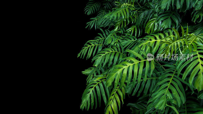 野生林中生长的绿叶植物，热带森林植物，常绿藤本黑色背景。
