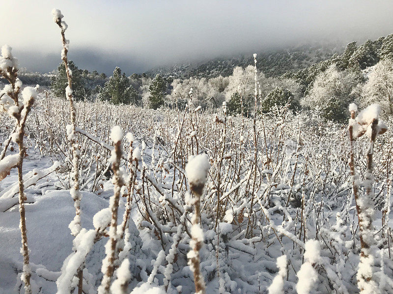 白色风景-科罗拉多州西部高海拔冬季降雪