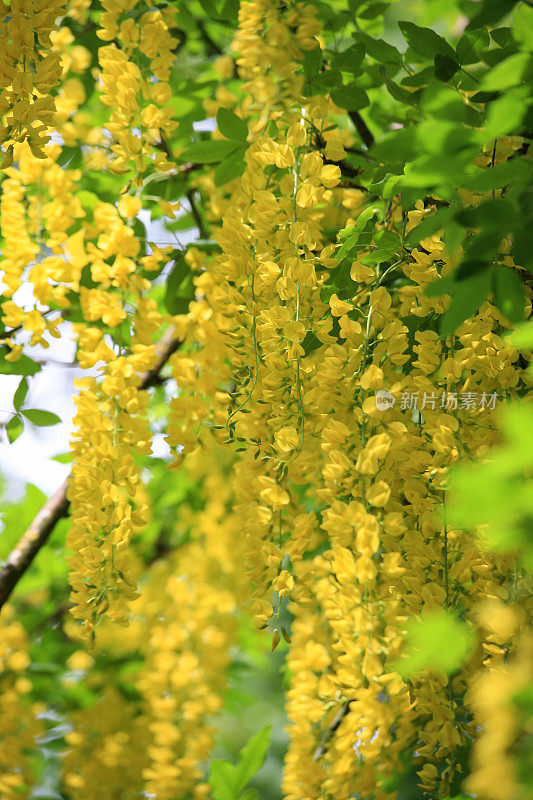 金链(金链草)开花