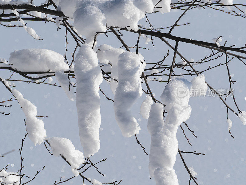 树枝上的雪