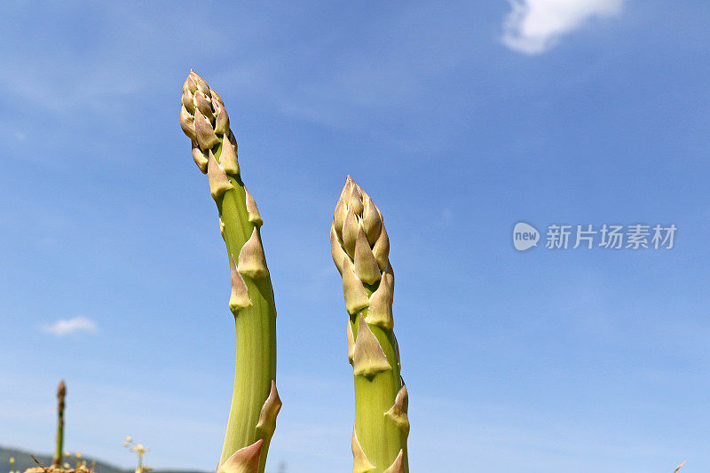 4月芦笋