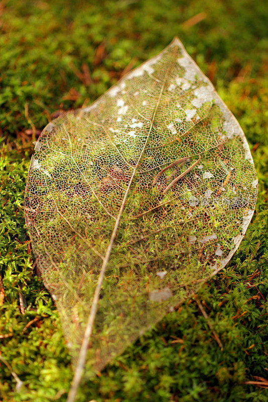 苔藓和树叶