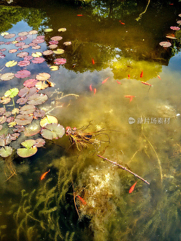 莲花池