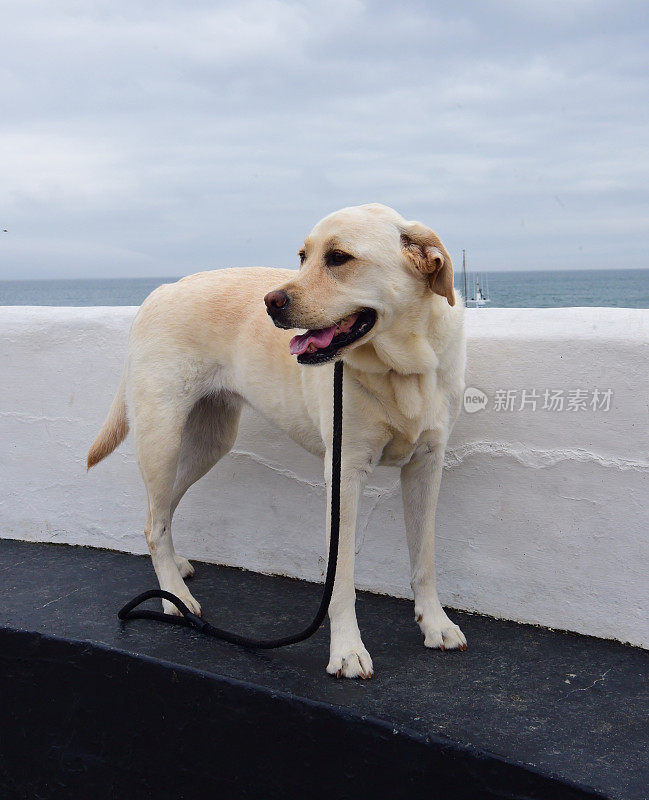 康沃尔的拉布拉多寻回犬