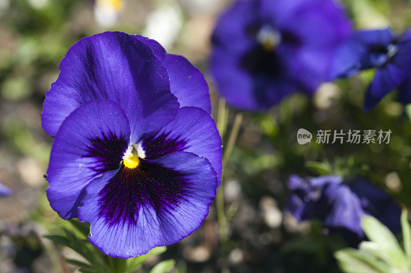 蓝色的三色堇花，花坛。