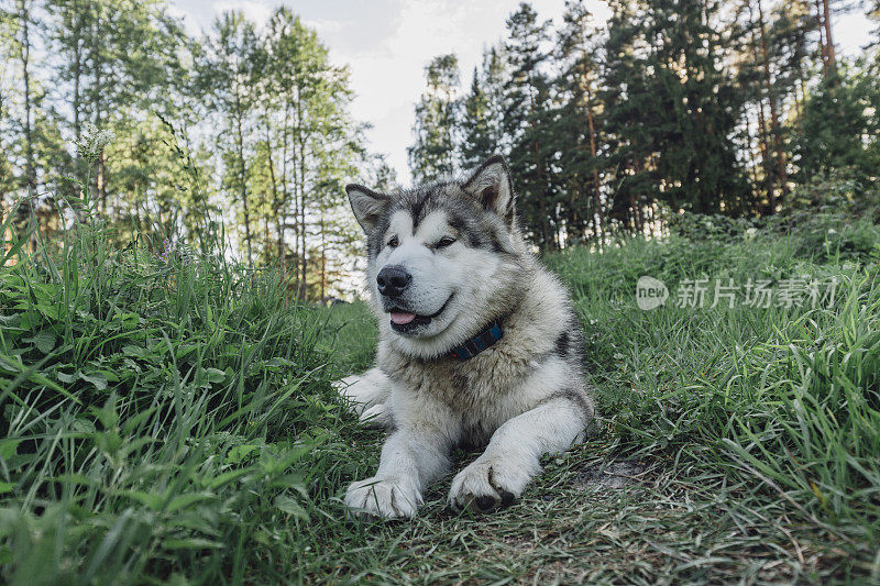 美丽的雪橇犬躺在草地上，戴着gps项圈